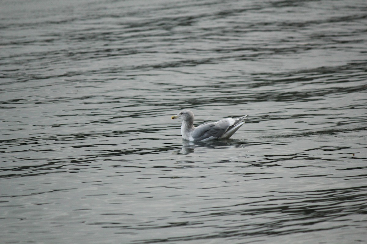 Glaucous-winged Gull - ML203010531