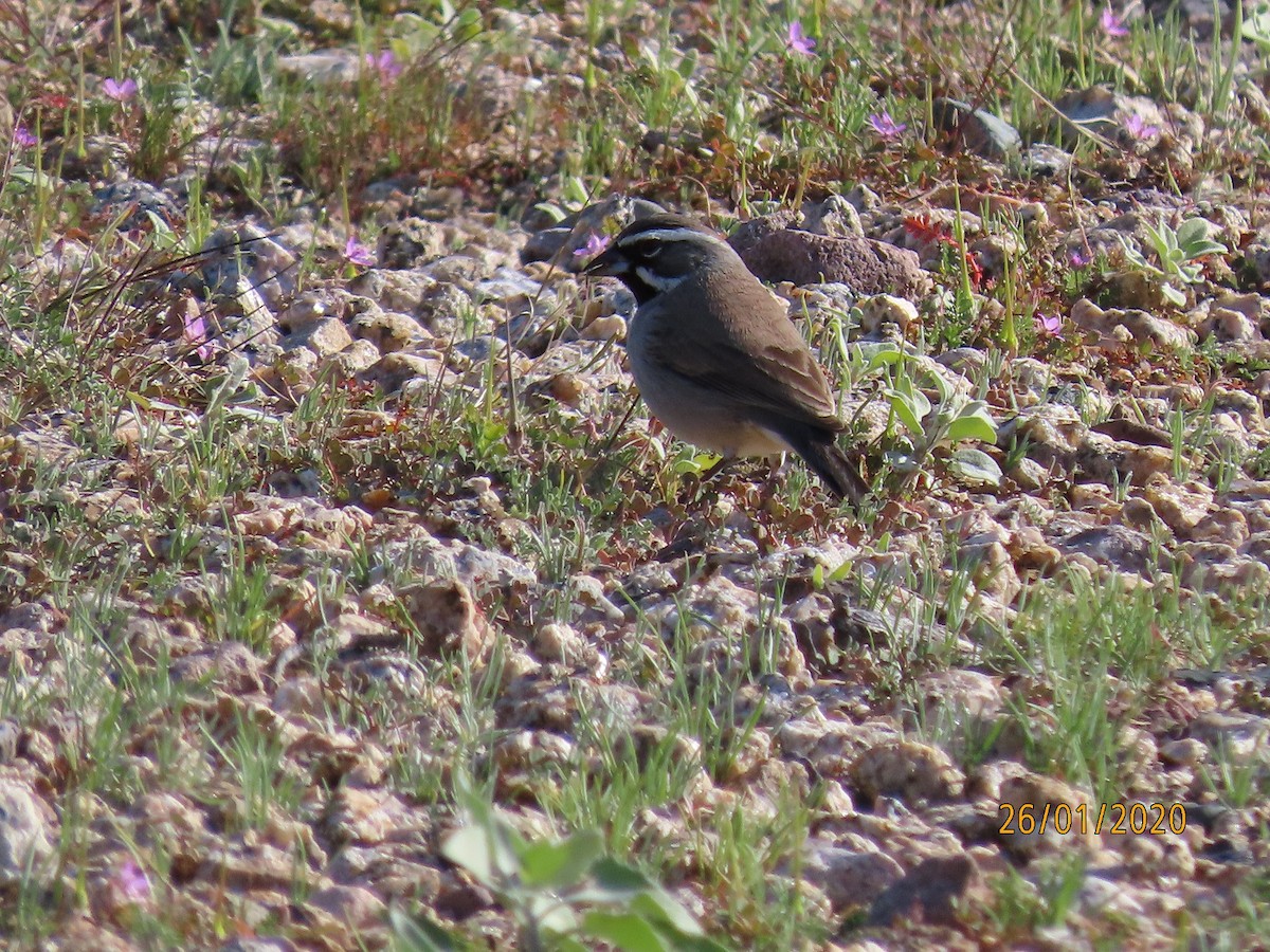 Black-throated Sparrow - ML203014251