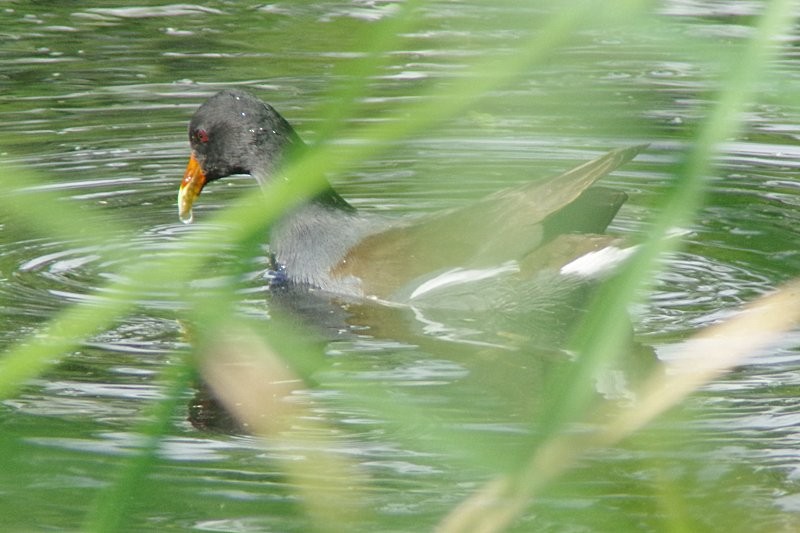 Common Gallinule - ML20301831