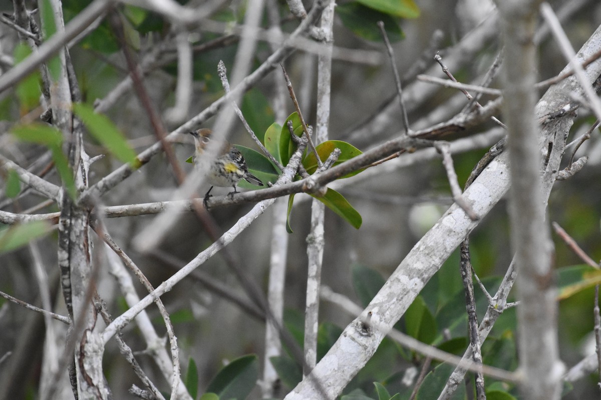 Yellow-rumped Warbler - ML203018511