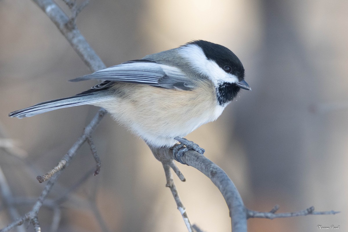 Black-capped Chickadee - Miriam Baril