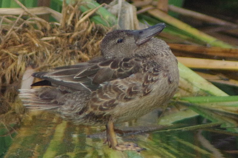 Blue-winged Teal - ML20301971