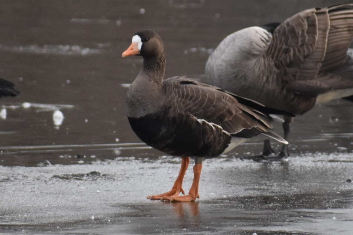 Greater White-fronted Goose - ML203020691