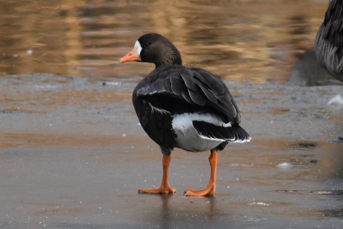 Greater White-fronted Goose - ML203020701