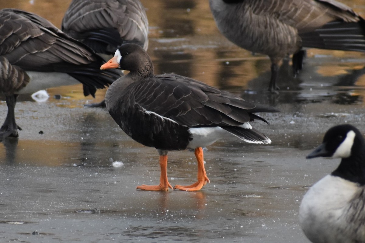 Greater White-fronted Goose - ML203020711