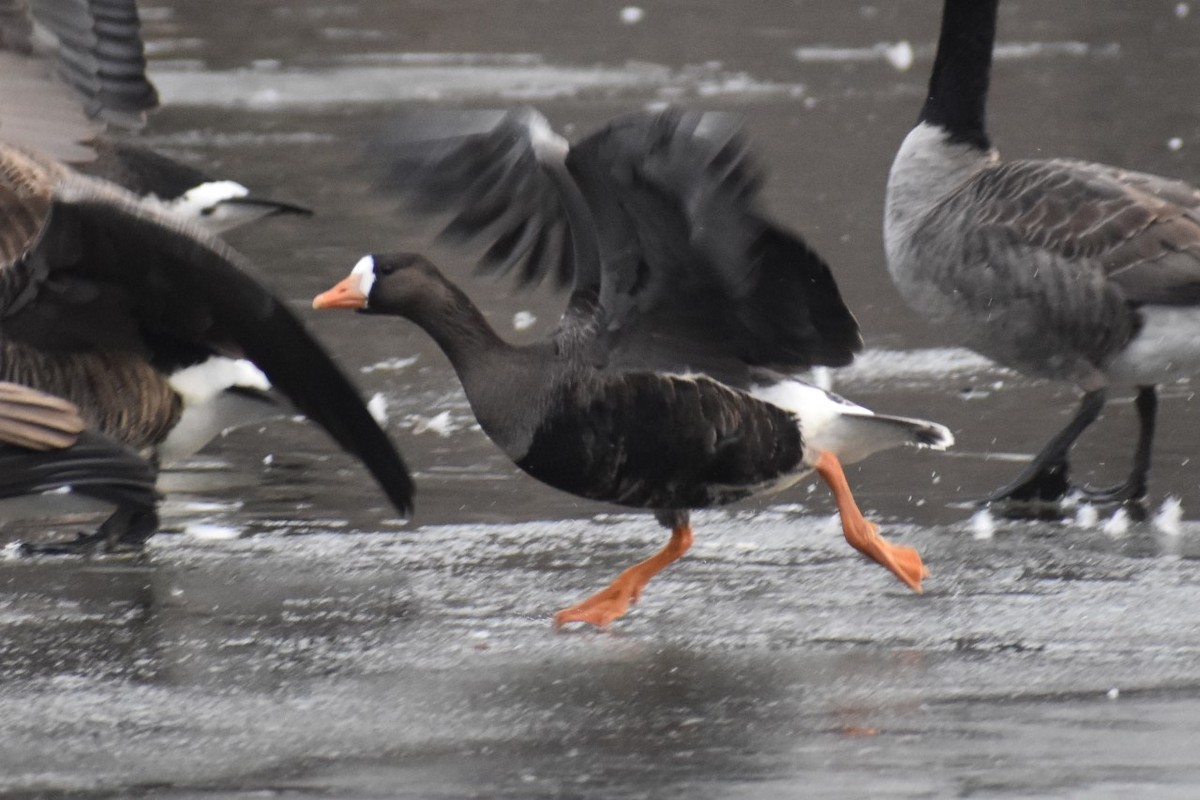 Greater White-fronted Goose - ML203020721