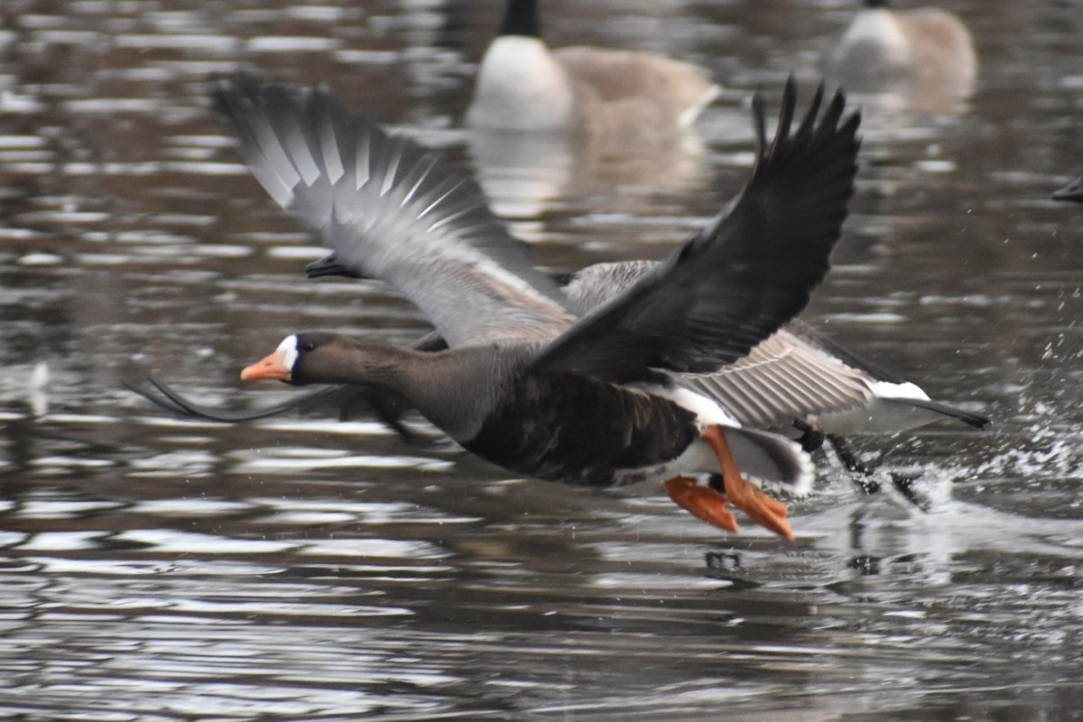 Greater White-fronted Goose - ML203020731