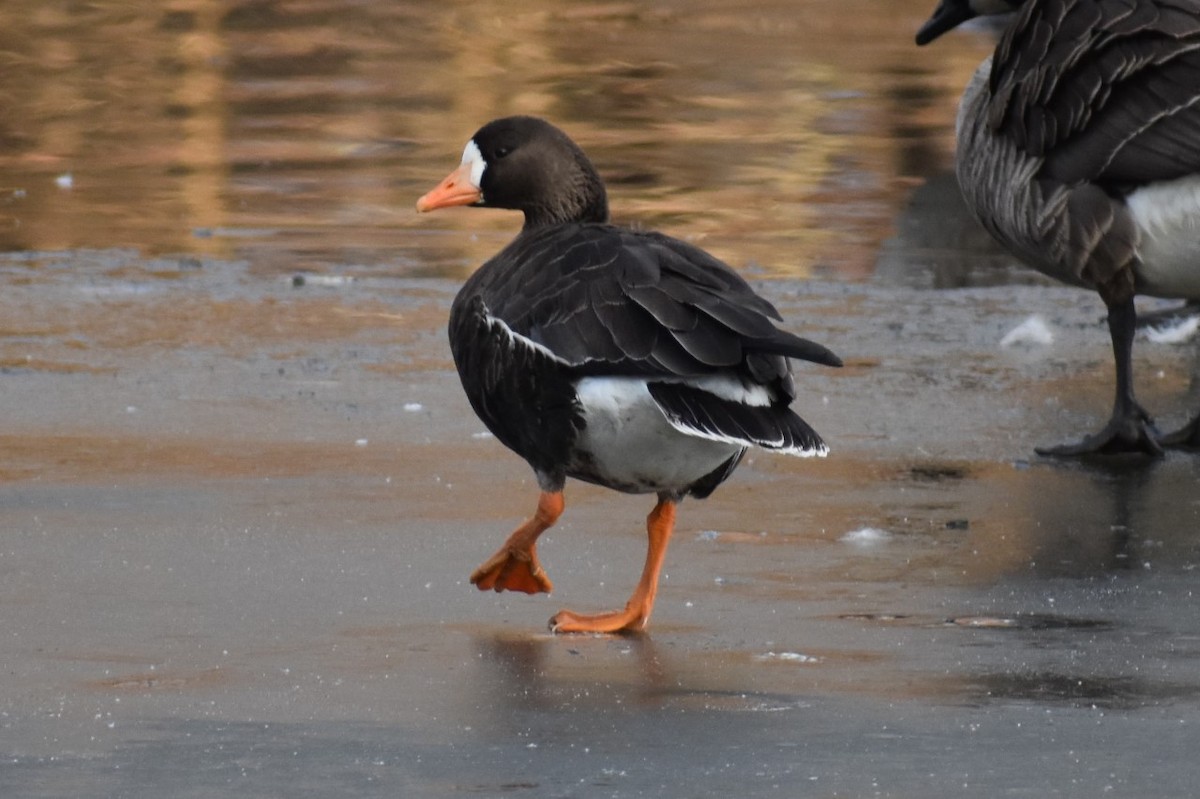 Greater White-fronted Goose - ML203020741