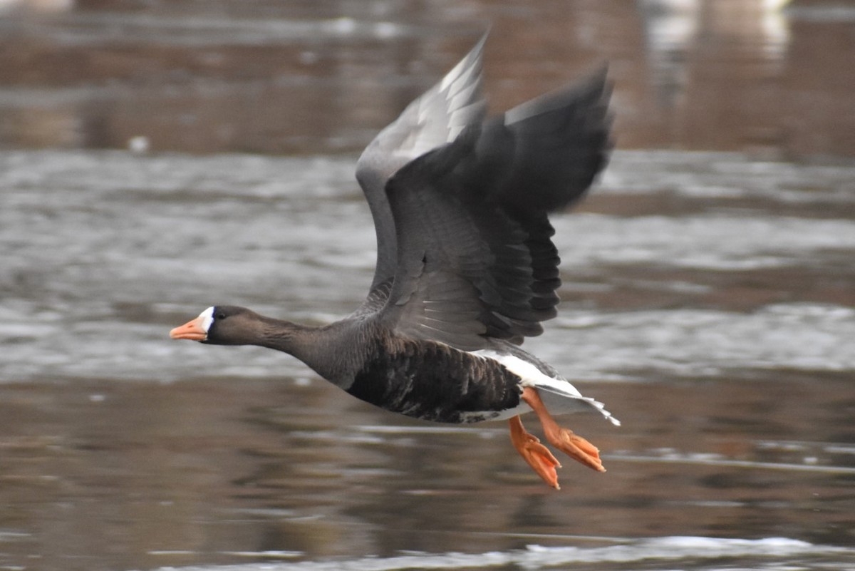 Greater White-fronted Goose - ML203020751