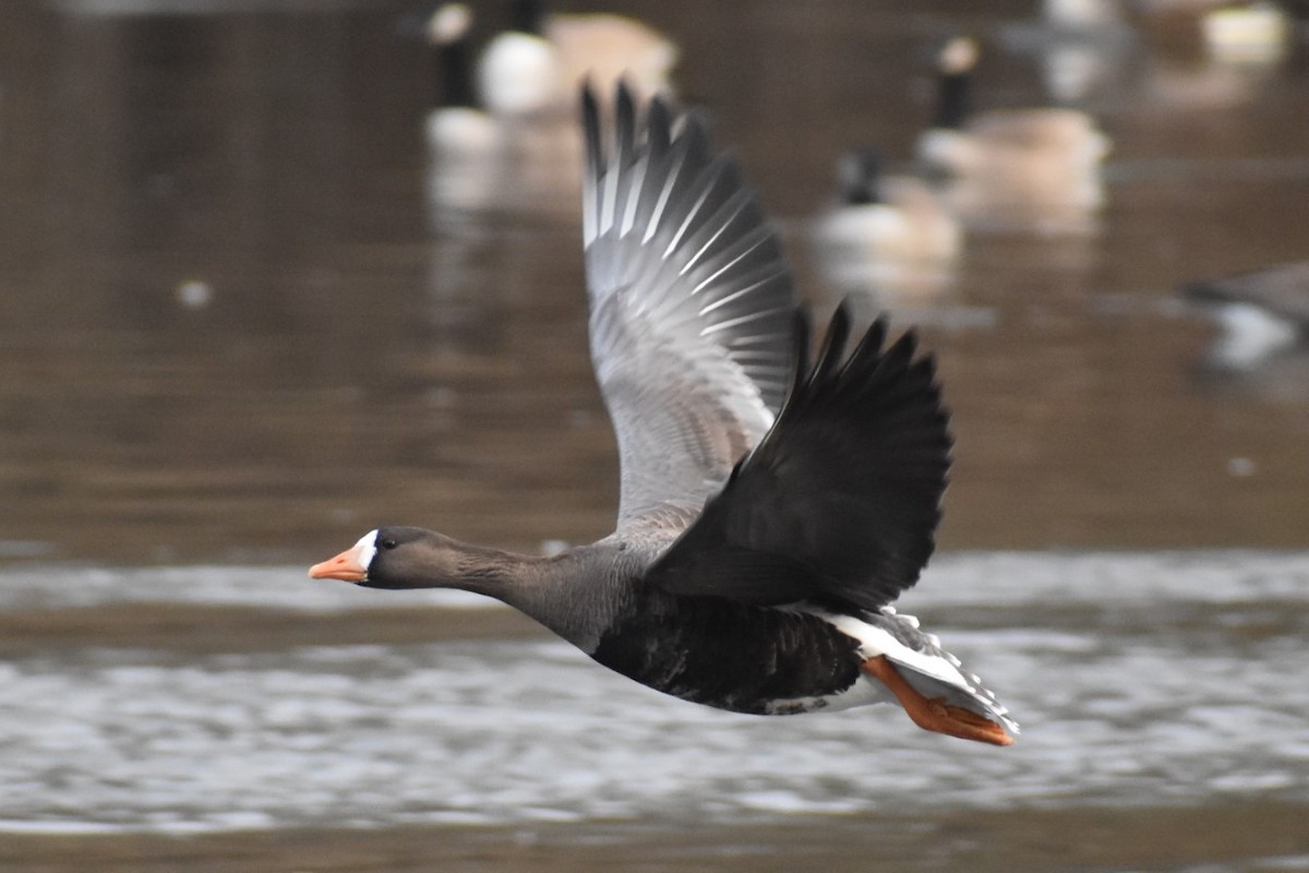 Greater White-fronted Goose - ML203020761