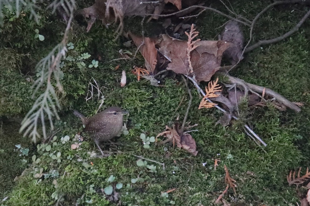 Winter Wren - Joshua Ward