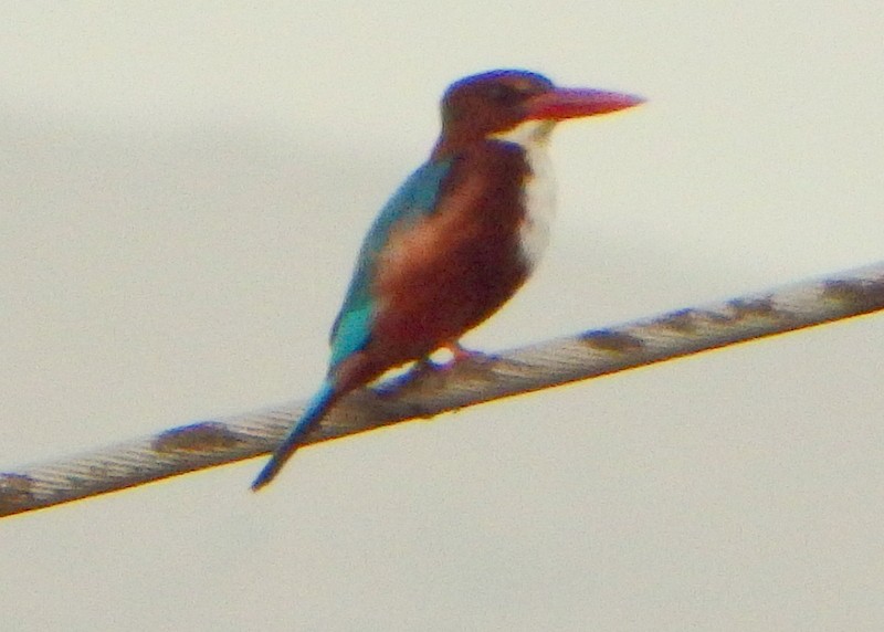 White-throated Kingfisher - ML20302511