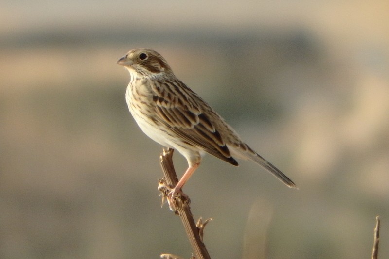 Corn Bunting - ML20302541