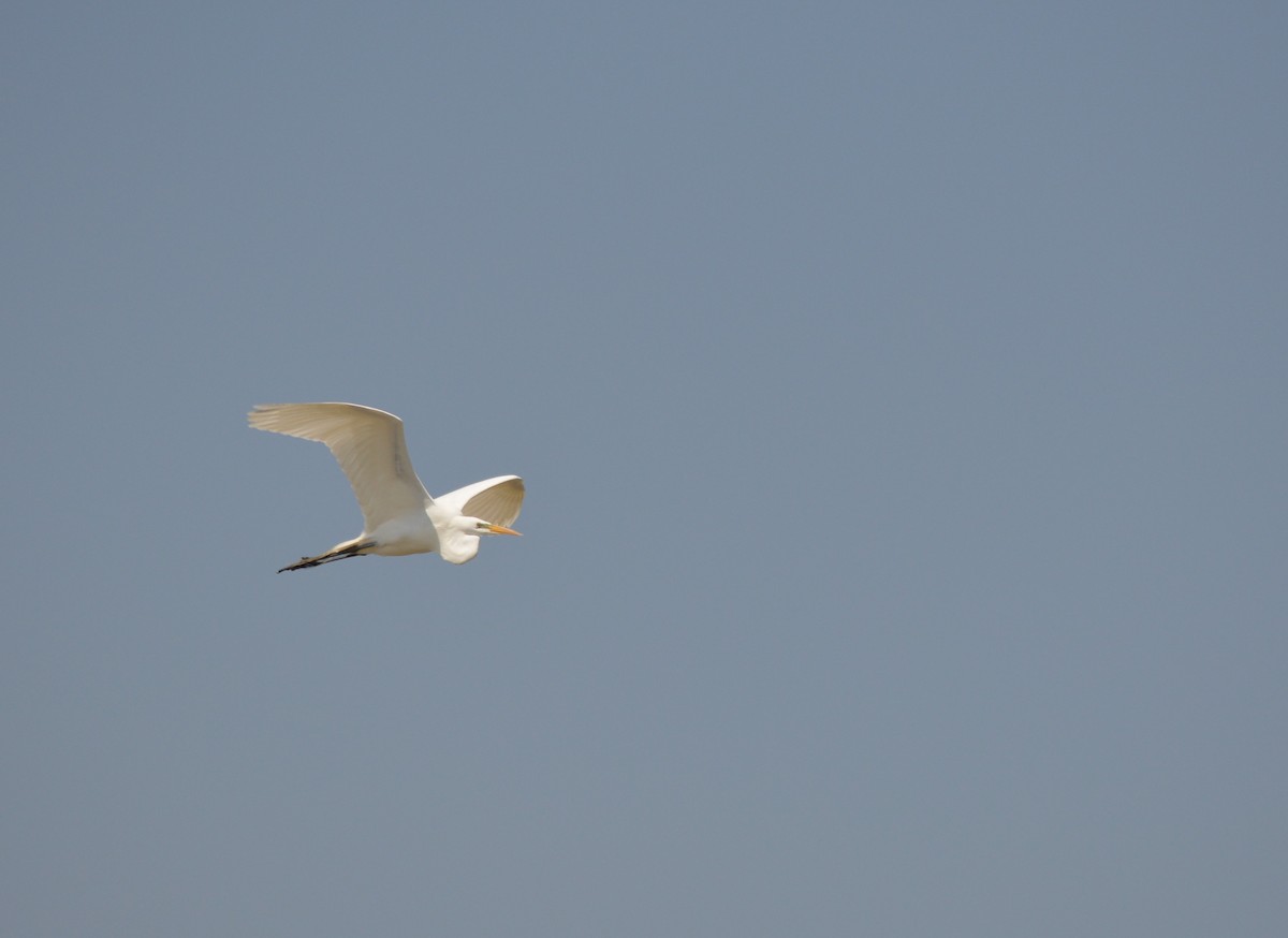 Great Egret - Adriana Losey