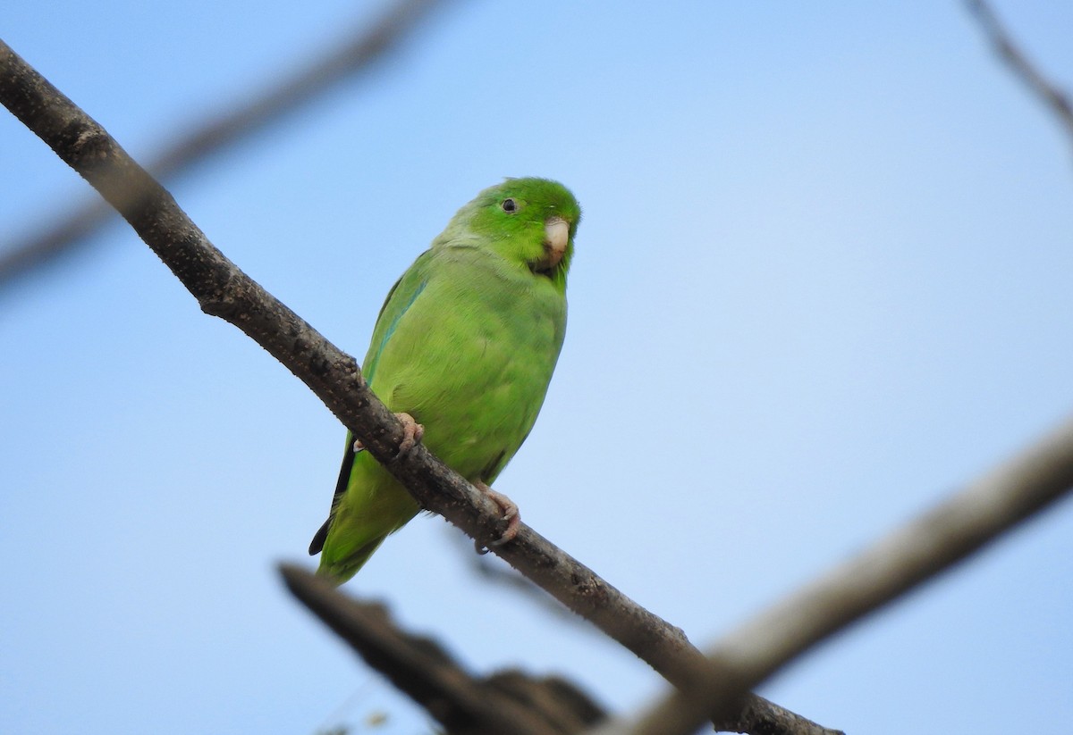 Turquoise-winged Parrotlet - ML203029191