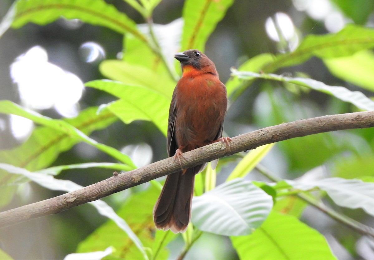 Red-throated Ant-Tanager - ML203029251