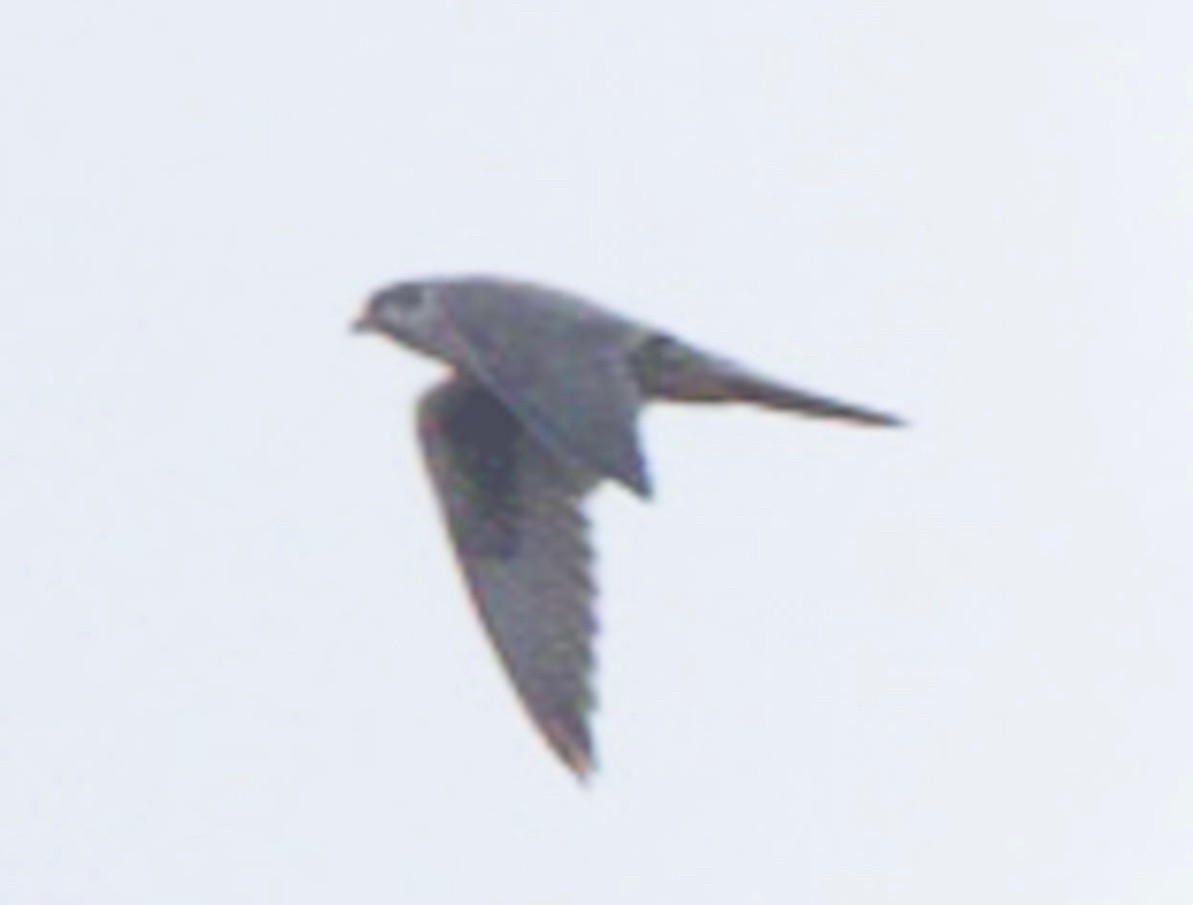 Prairie Falcon - ML203029621