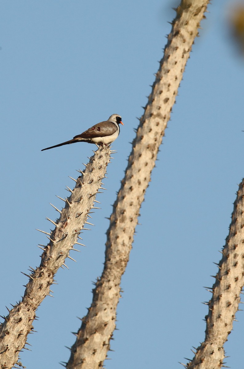 Namaqua Dove - Scott (瑞興) LIN(林)