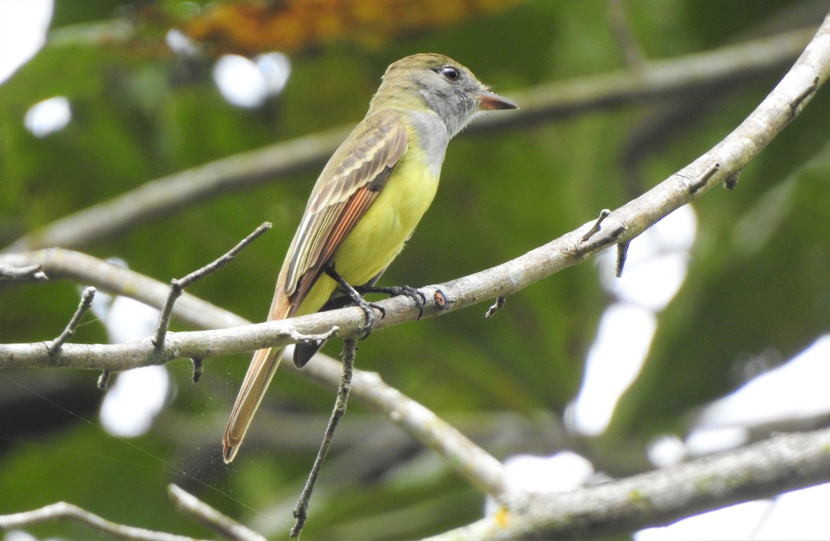 Great Crested Flycatcher - ML203029971
