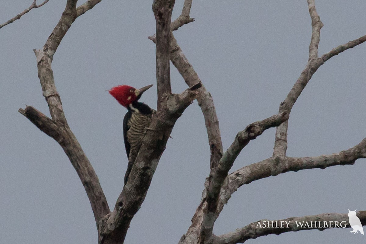 Crimson-crested Woodpecker - ML203030071