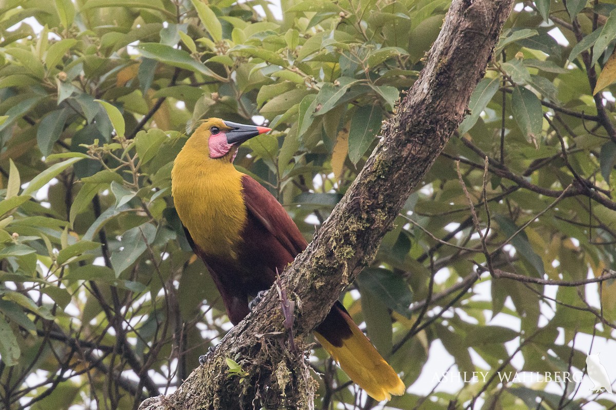 Olive Oropendola - ML203030181