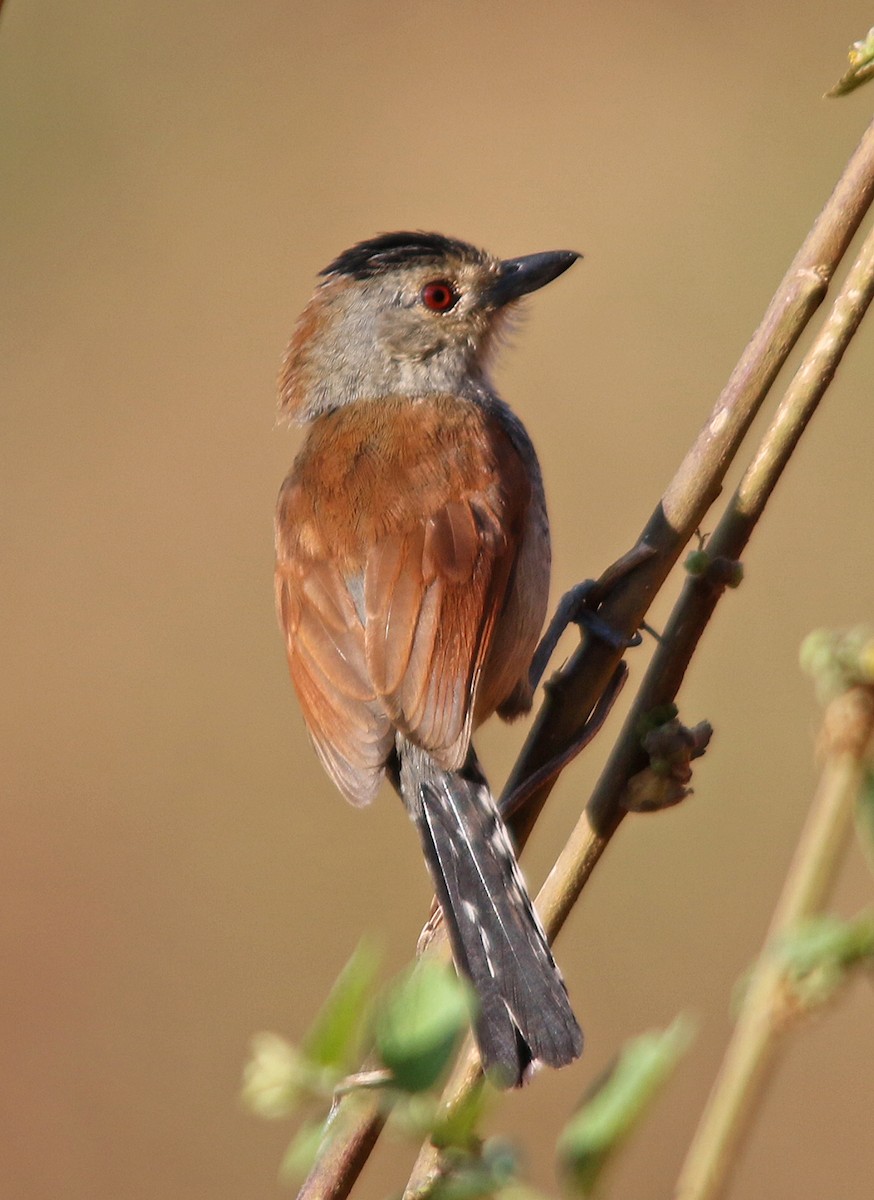 Rufous-winged Antshrike - William Parkin