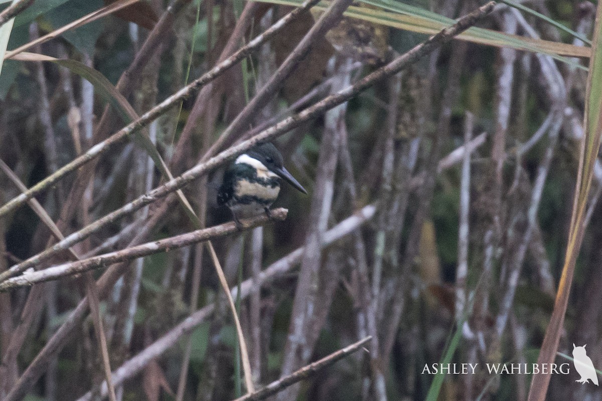 Green Kingfisher - ML203030971