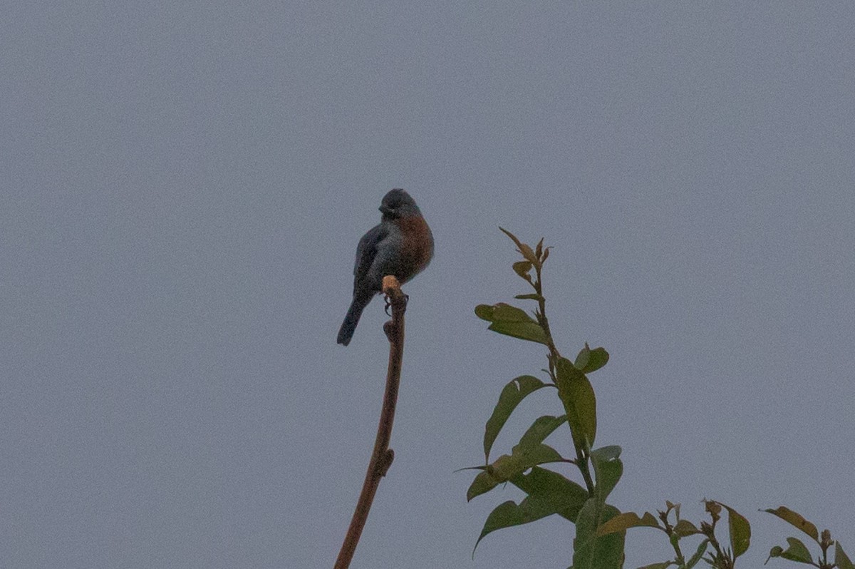 Chestnut-bellied Seedeater - Ashley Wahlberg (Tubbs)