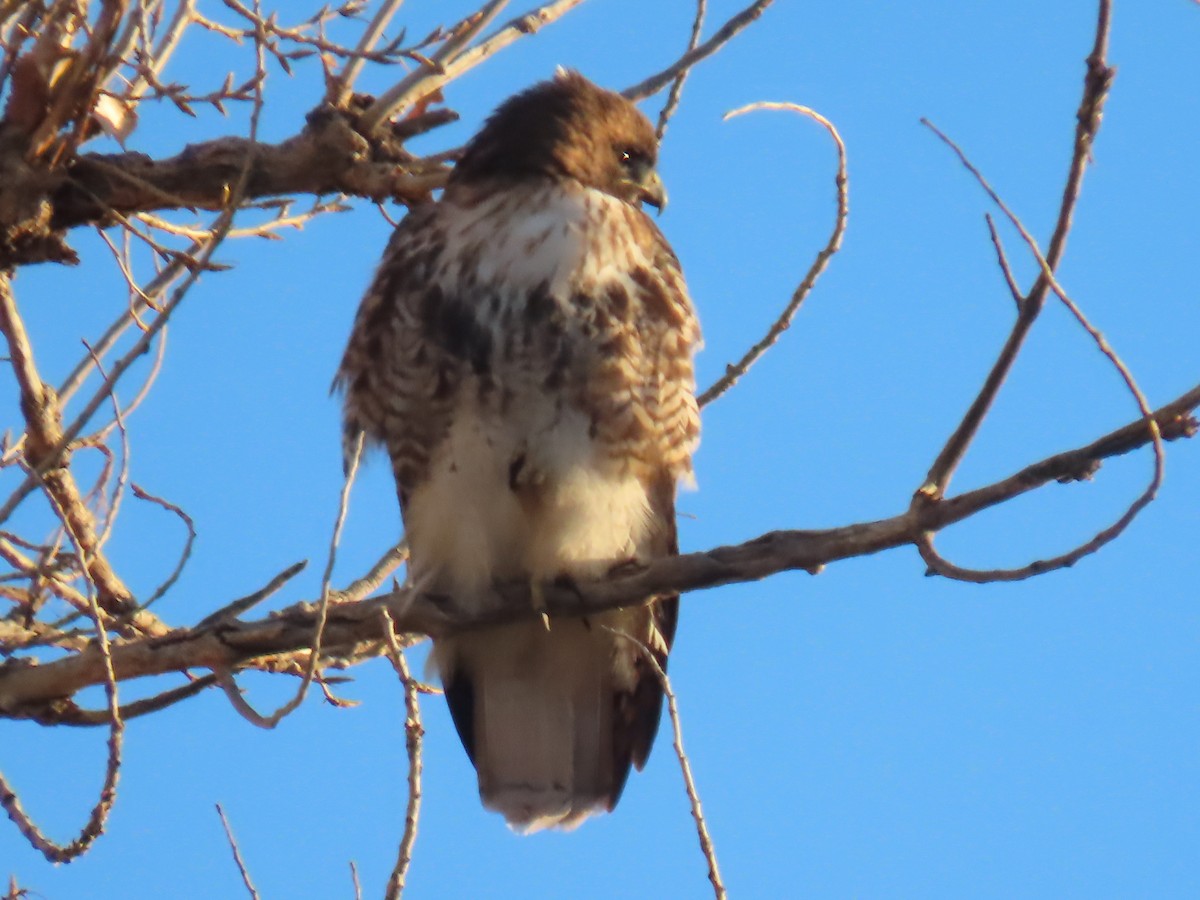 Red-tailed Hawk - ML203031591