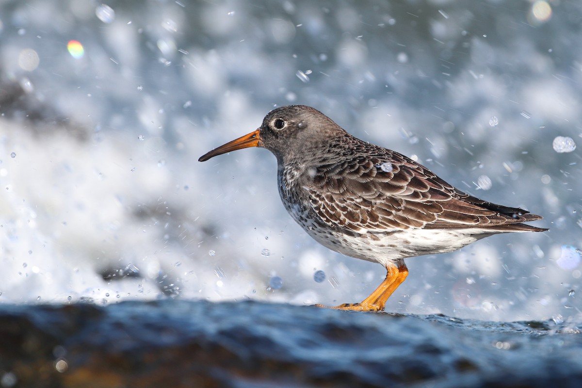 Purple Sandpiper - Martina Nordstrand
