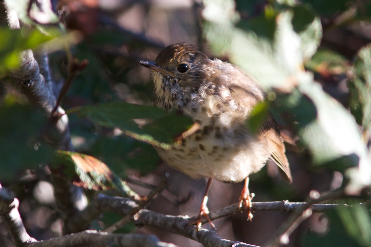 Hermit Thrush - ML203034401