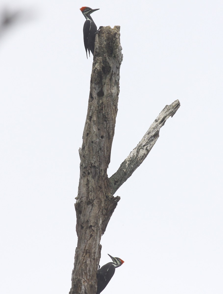 Pileated Woodpecker - ML20303511