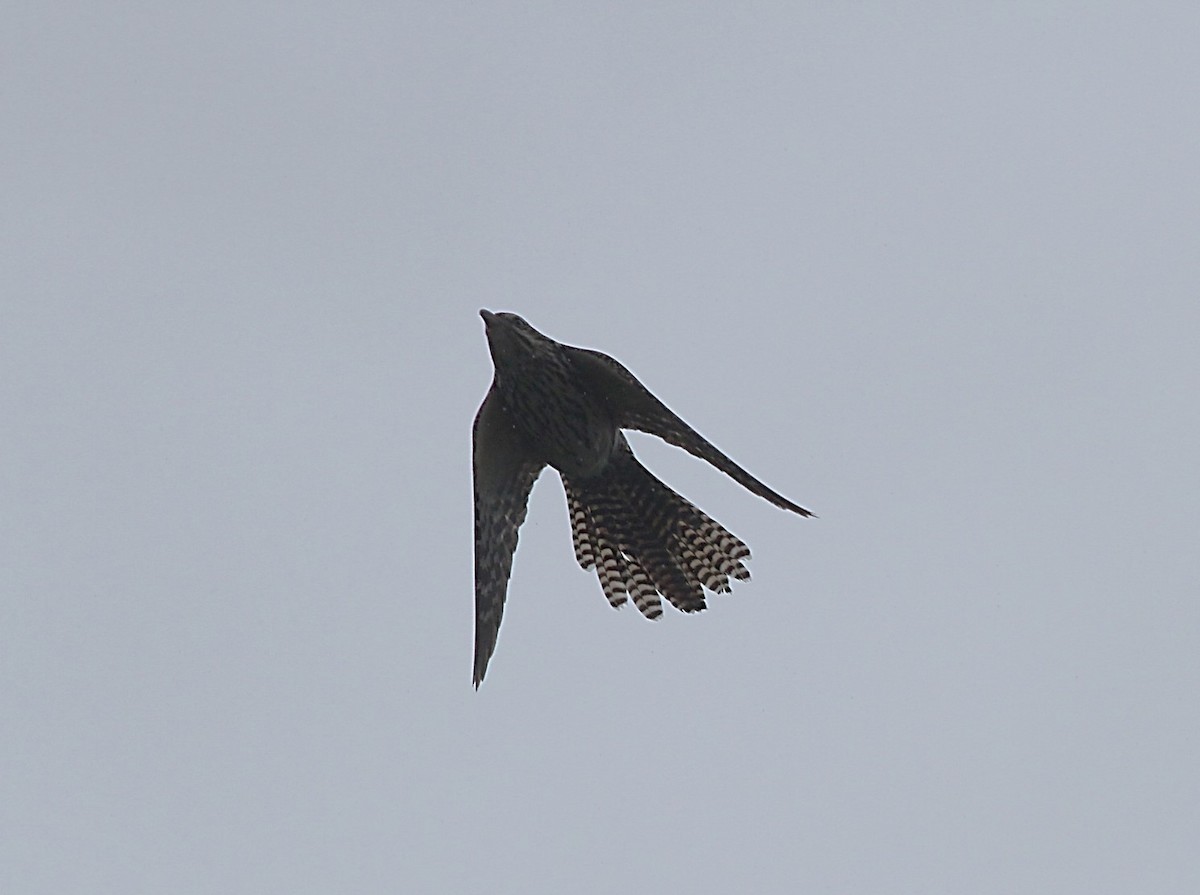 Long-tailed Koel - ML203035191