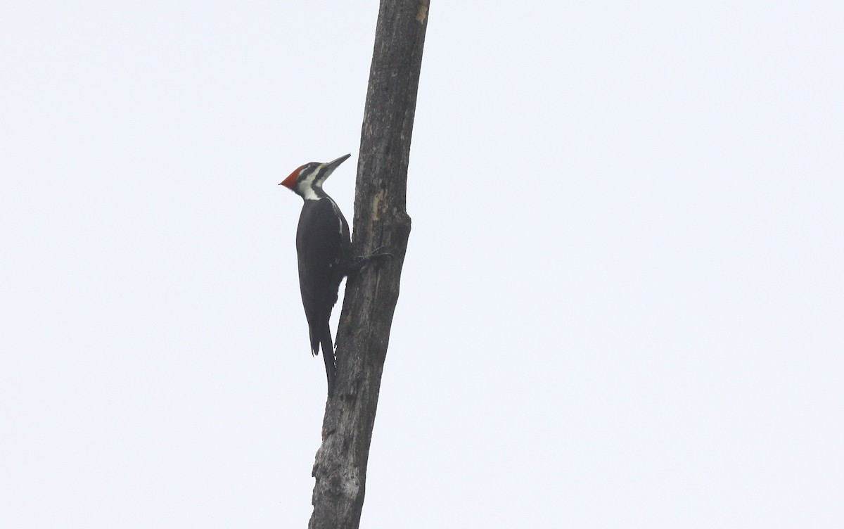 Pileated Woodpecker - ML20303521