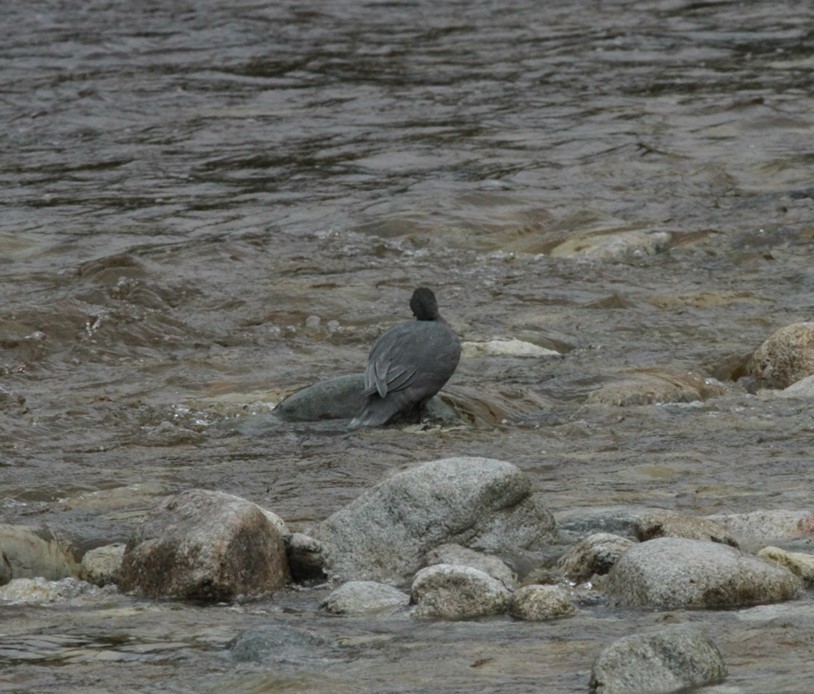 Blue Duck - ML203035281