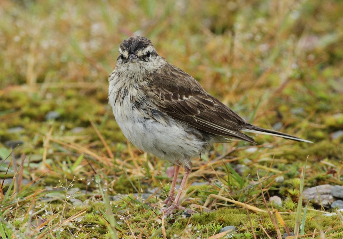 Pipit de Nouvelle-Zélande - ML203035351