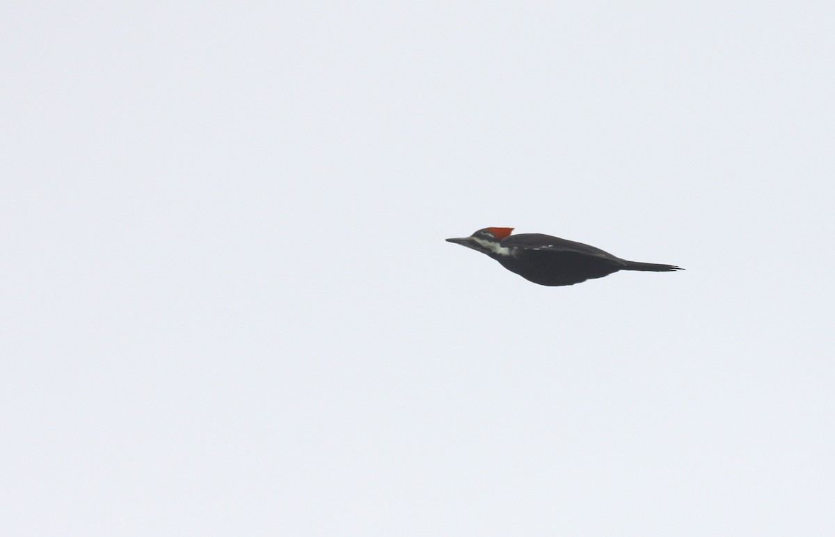 Pileated Woodpecker - ML20303541