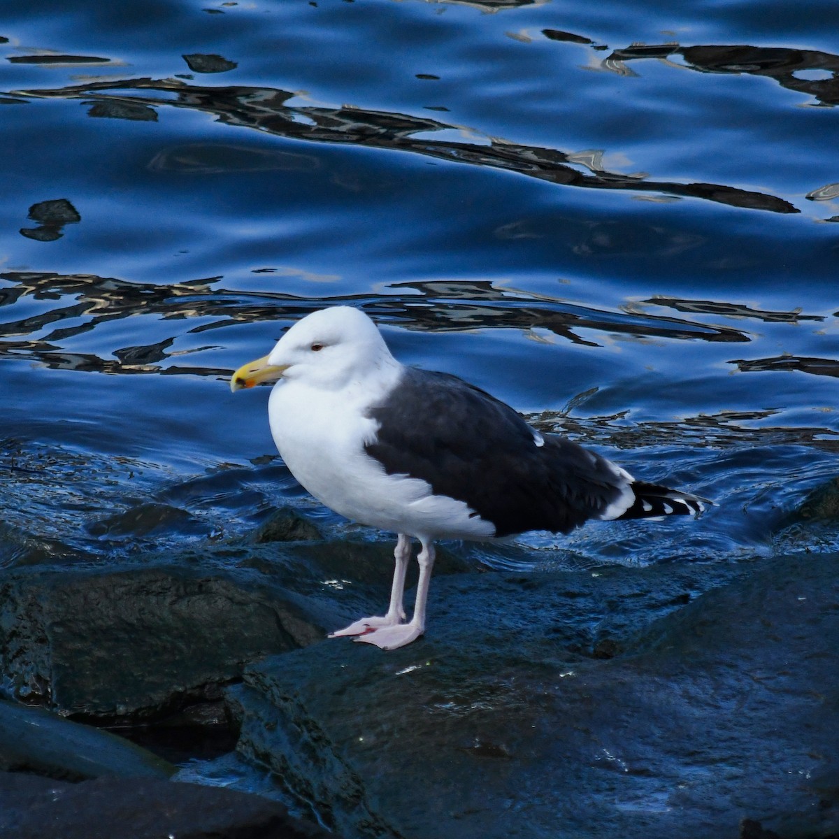 Great Black-backed Gull - Shawn Pfautsch