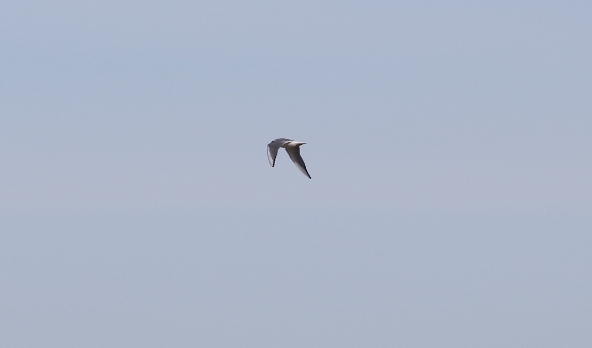 Bonaparte's Gull - ML203036621