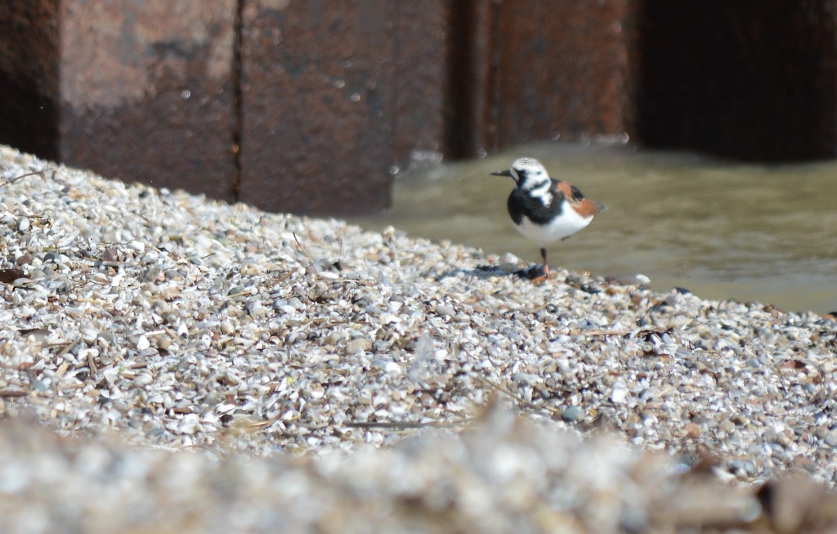 Ruddy Turnstone - ML203038531