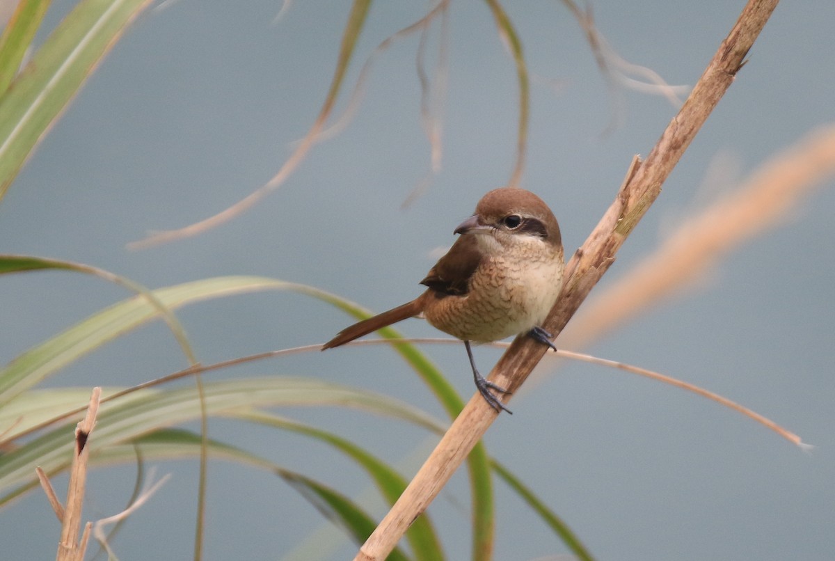 Brown Shrike - Allen Lyu