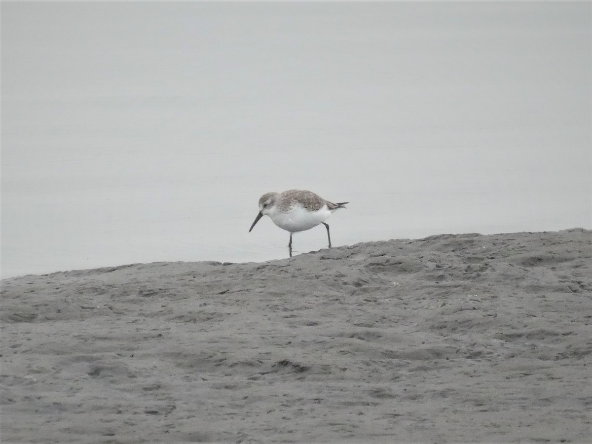 Western Sandpiper - ML203039771