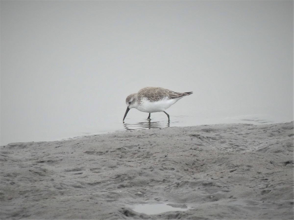 Western Sandpiper - ML203039791