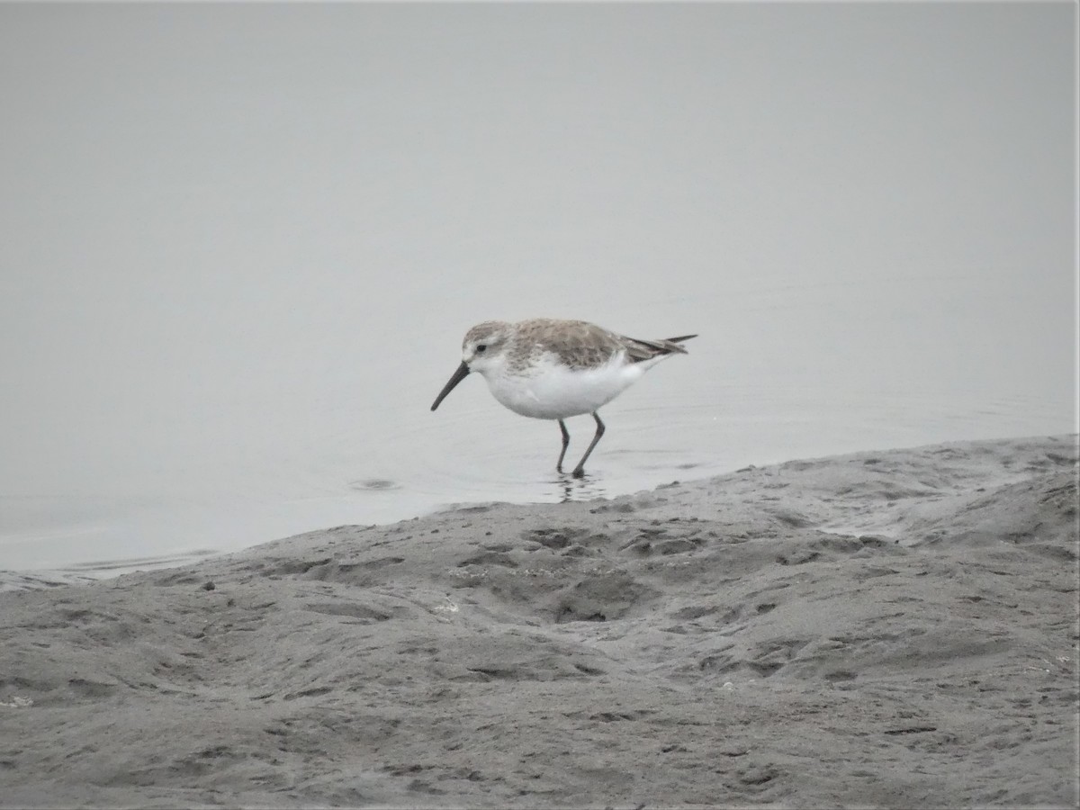 Bergstrandläufer - ML203039801