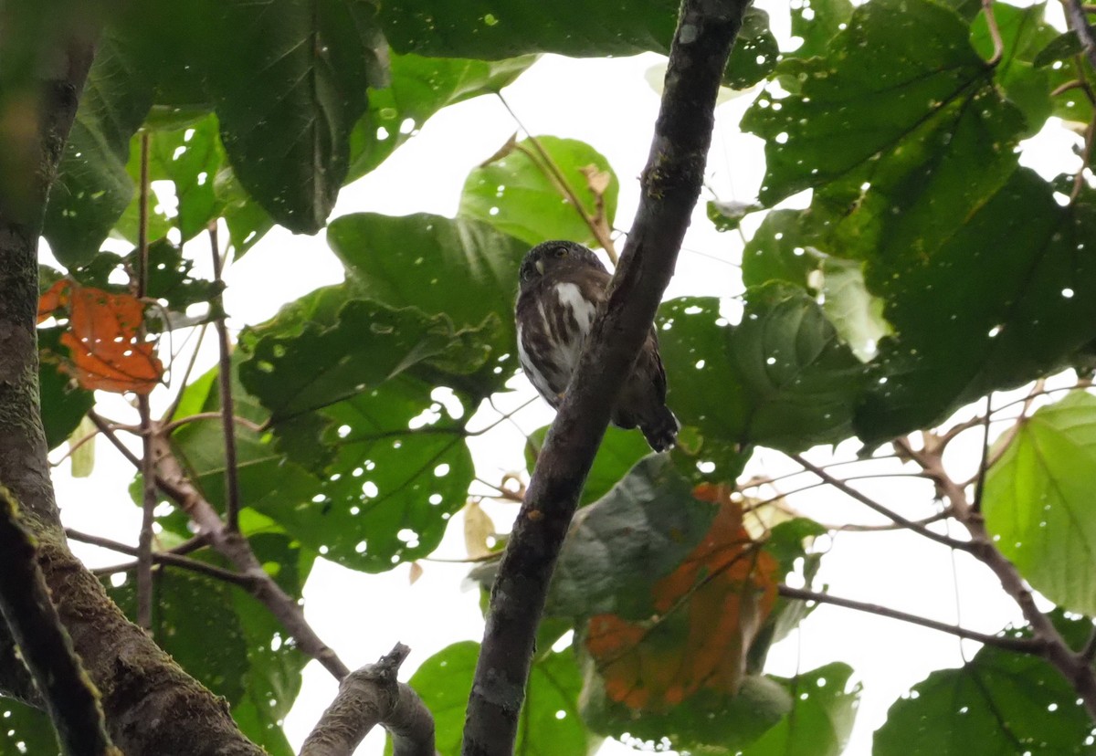 Cloud-forest Pygmy-Owl - ML203041061