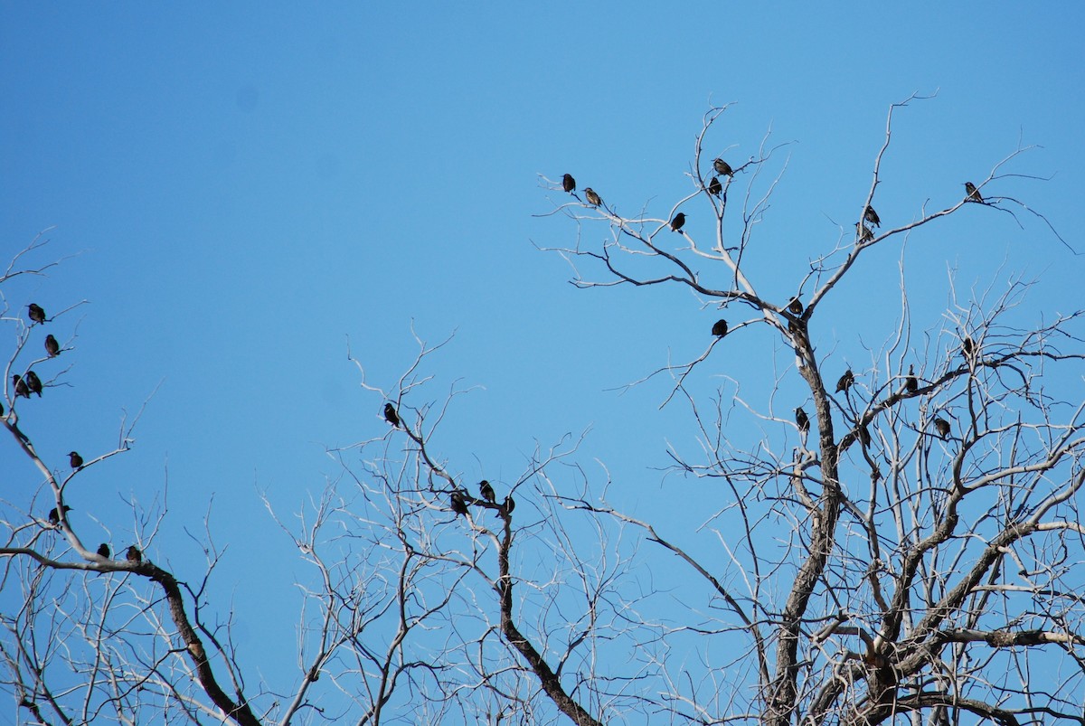 European Starling - ML203041941