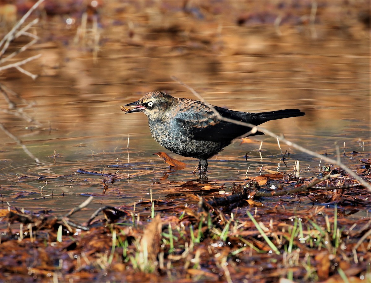 Rusty Blackbird - ML203042971