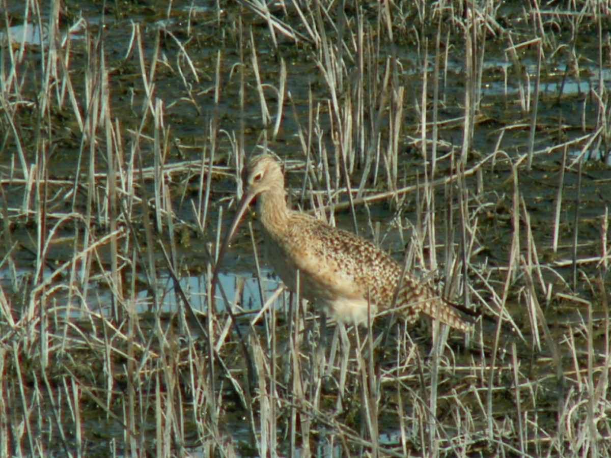 Long-billed Curlew - ML203045461