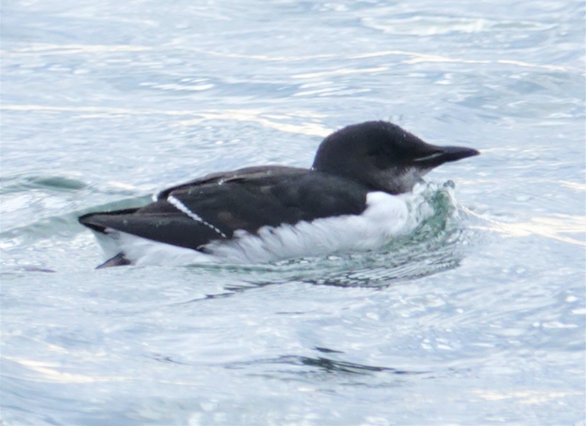 Thick-billed Murre - Cynthia Ehlinger