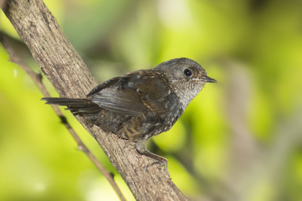 Mouse-colored Tapaculo - Arthur Alves